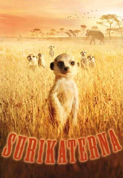 Surikaterna
