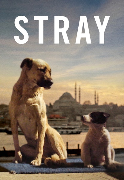 Stray