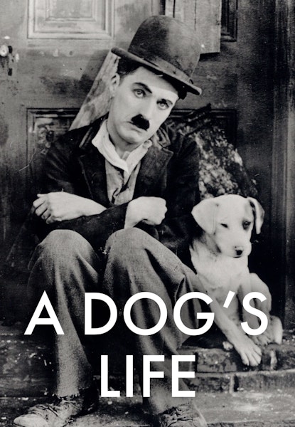 A Dog's Life
