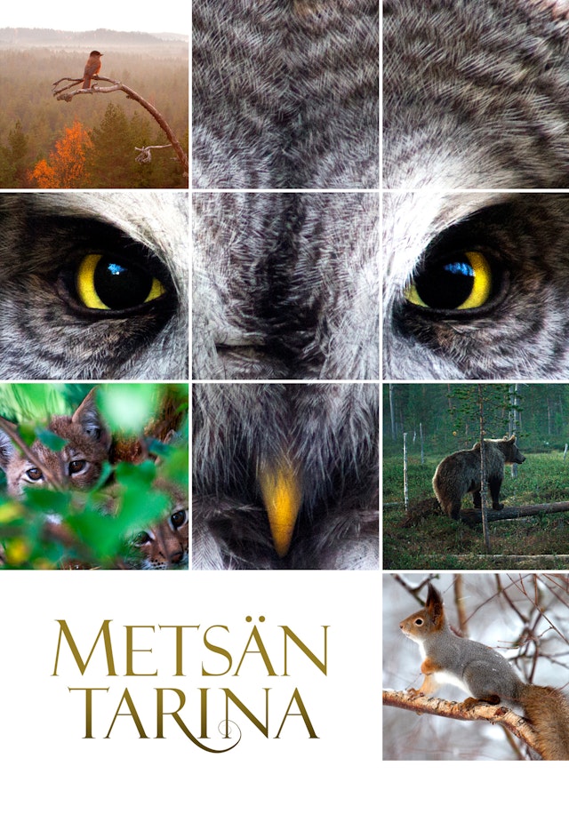 Metsän tarina
