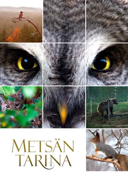 Metsän tarina