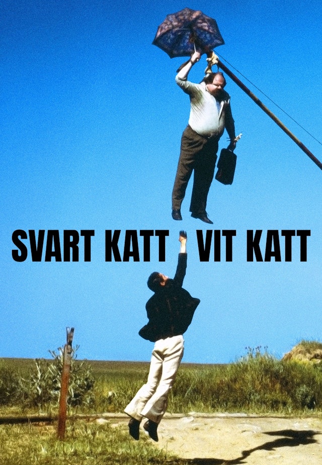 Svart katt, vit katt