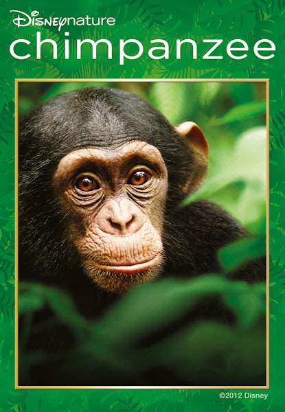 Chimpansen