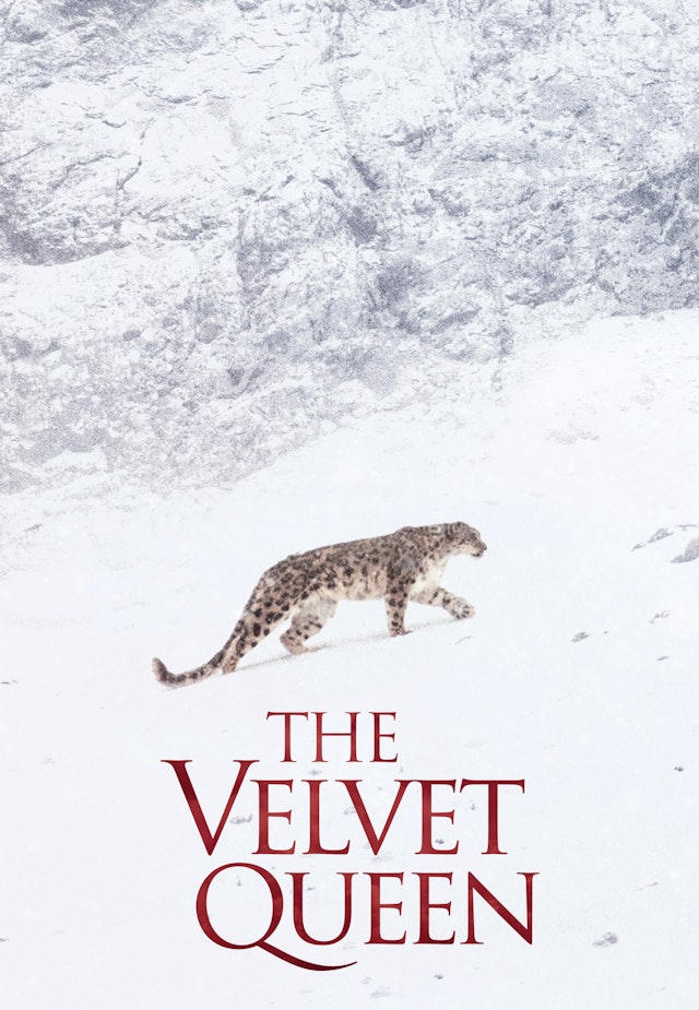 The Velvet Queen