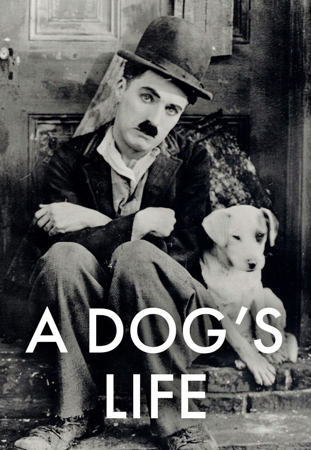 A Dog's Life