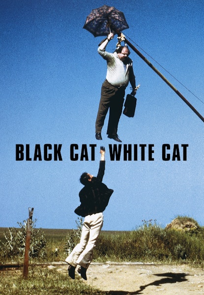 Sort kat, hvid kat