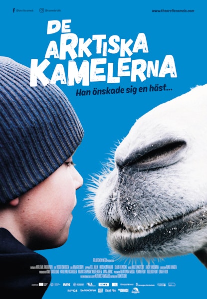 De arktiska kamelerna