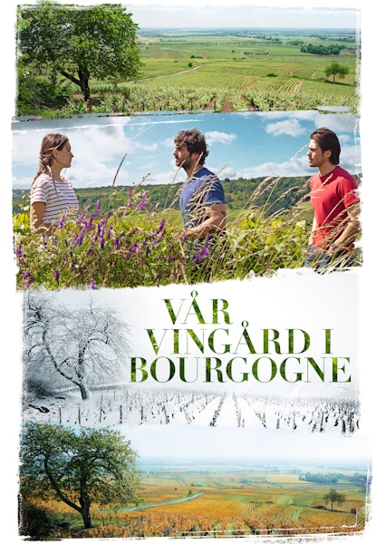 Vår vingård i Bourgogne