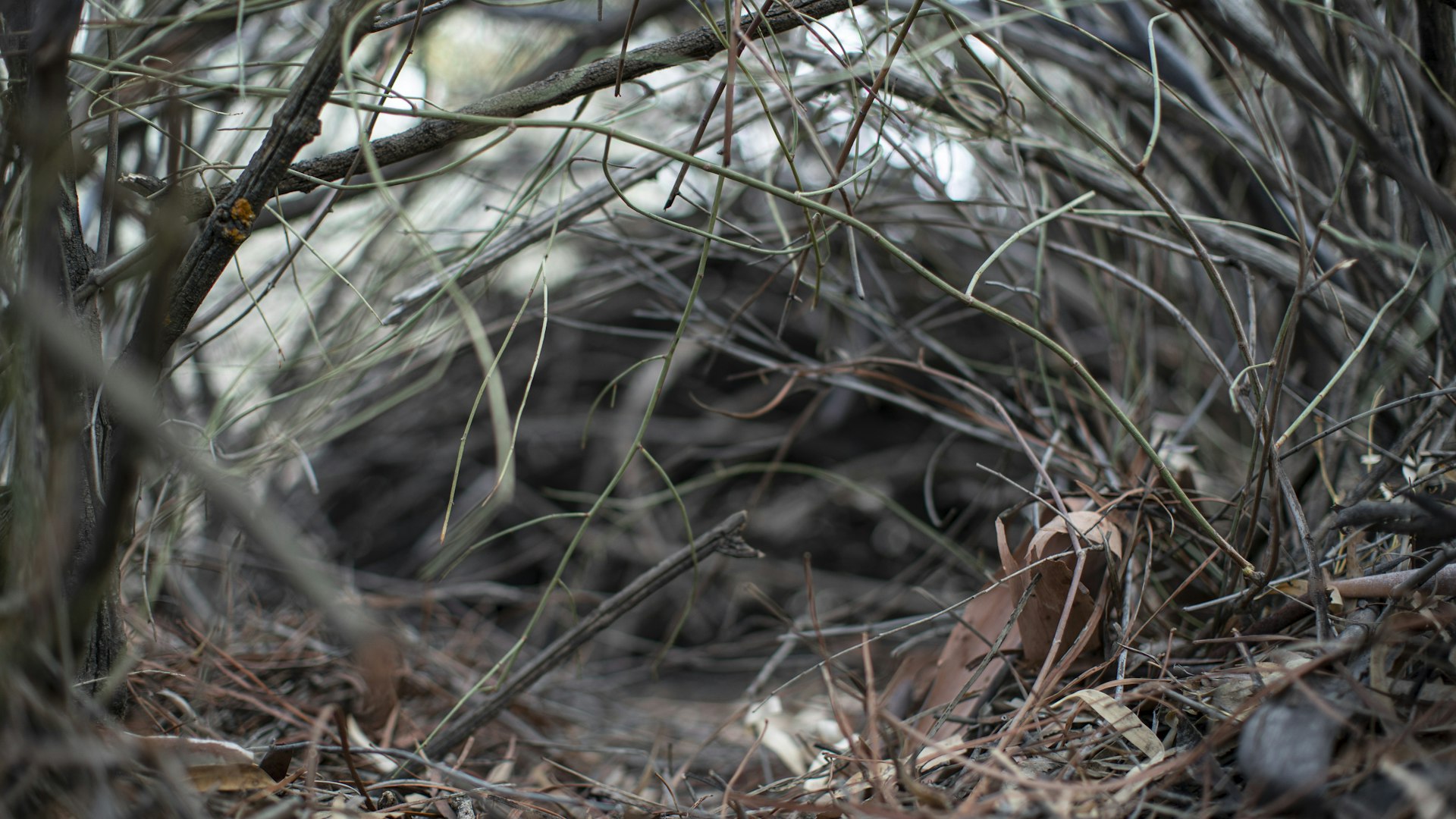 Run Rabbit Run – Lej eller køb, og stream på Blockbuster