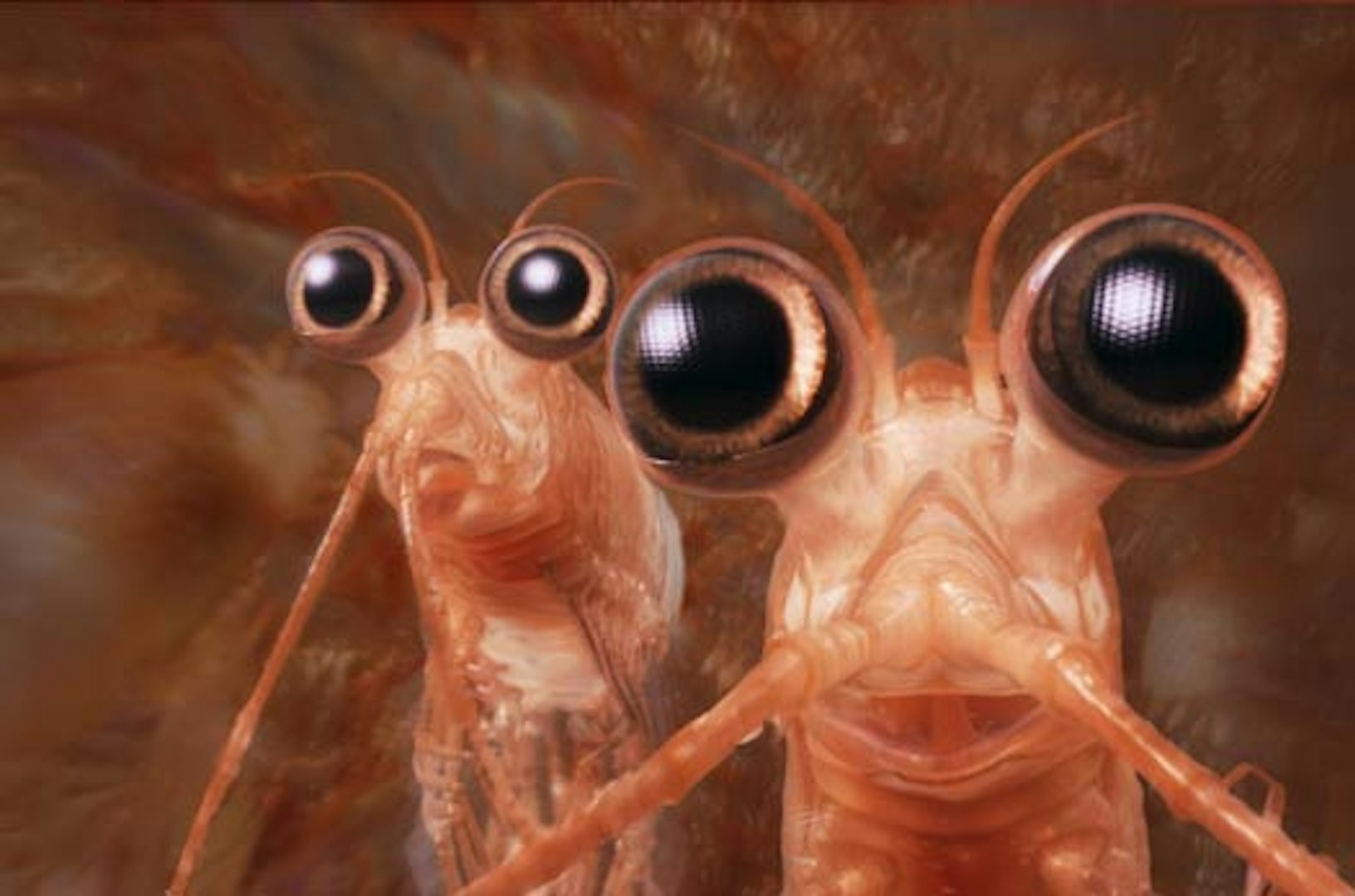 Happy Feet – Lei eller kjøp og streame på SF Anytime